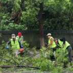 城区主干道树木倒伏压车  渌口城管快速处置保畅通