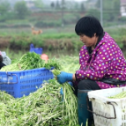 【渌口三农】日产3吨！渌口区龙门镇清塘村300亩水芹持续热销