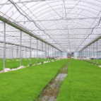 【渌口三农】从育秧到收割“一条龙” 渌口区织密现代农业全链条服务网