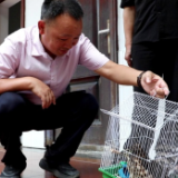 猫头鹰受伤飞不起 热心市民呼叫林业局救助