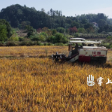 【渌口三农】农户抢收晚稻 力保颗粒归仓