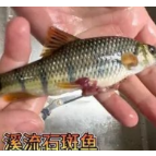 【健康渌口行动】钓鱼人警惕！溪石斑鱼卵有毒，加热无法去除，误食可致中毒！