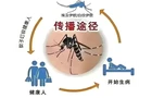 【健康渌口行动】清除蚊虫 守护健康 远离基孔肯雅热与登革热