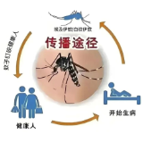 【健康渌口行动】清除蚊虫 守护健康 远离基孔肯雅热与登革热