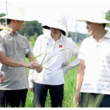 柏连阳赴“再生稻高产高效生产技术集成与示范”项目千亩示范片参与现场测产验收