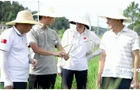 柏连阳赴“再生稻高产高效生产技术集成与示范”项目千亩示范片参与现场测产验收