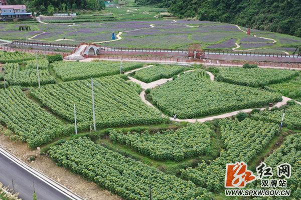 微信图片_20200714102147_副本.png