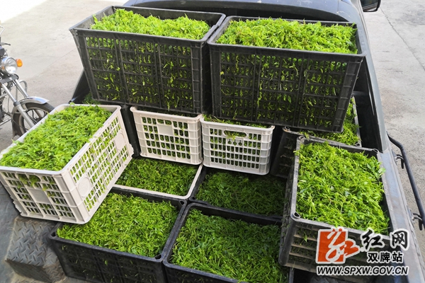 微信图片_20200804181803_副本.jpg 微信图片_20200804181803_副本.jpg