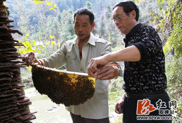 双牌：50年如一日 蜂人夏大谋的“甜蜜”初心