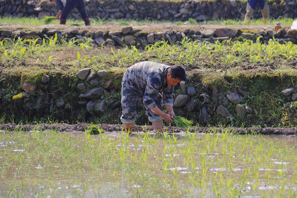 镇党委书记带头在田间地头插秧_副本.jpg