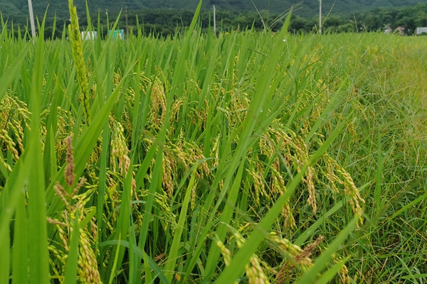 早稻 (3)_副本.jpg