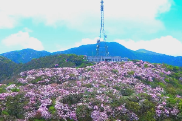永州十场花事 | 湖南阳明山的4月主角登场，来看网友4月23日的现场实拍