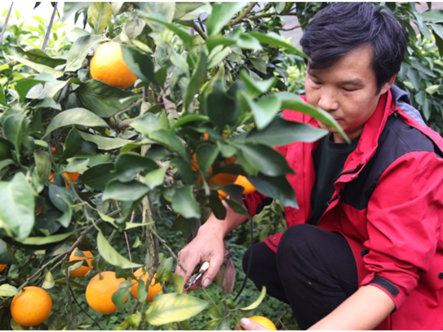 双牌县冲头村：果冻橙喜获丰收 果农笑开颜