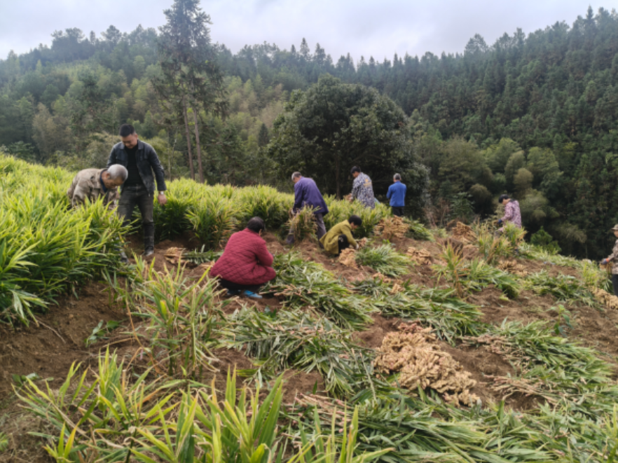 双牌林江村：立冬时节扯姜忙  高山虎爪姜成“富民产业”