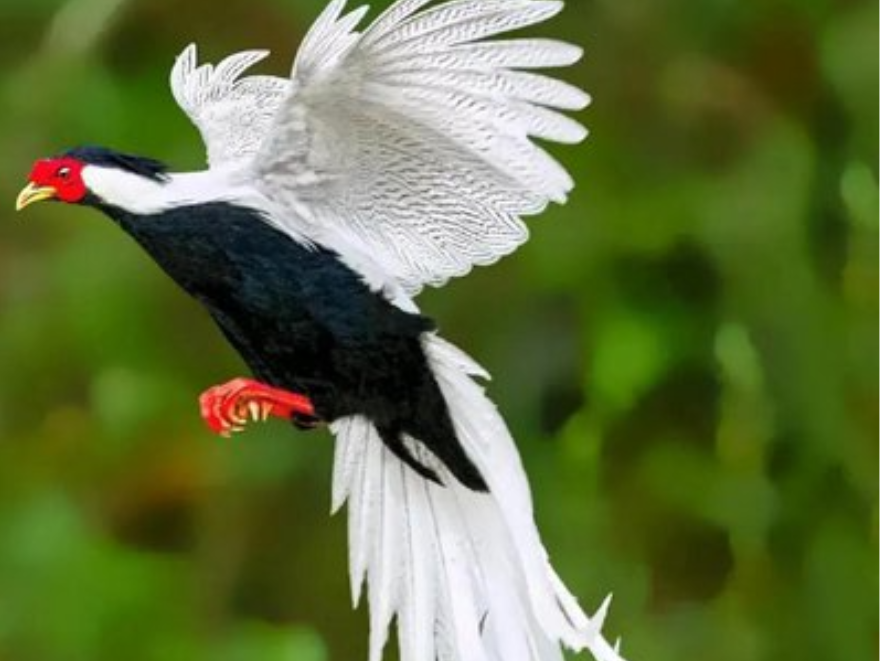 双牌上梧江瑶族乡：首次发现国家二级保护动物白鹇