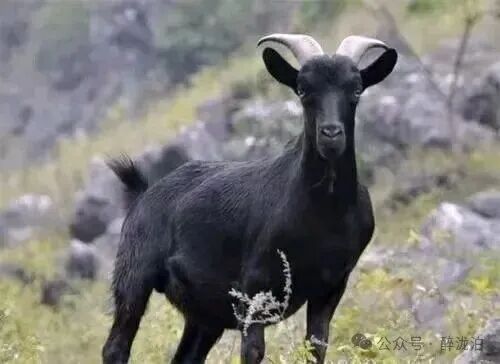 8be8a8763c7ec1aa64a1a7a62ef7f4ec.jpg 8be8a8763c7ec1aa64a1a7a62ef7f4ec.jpg