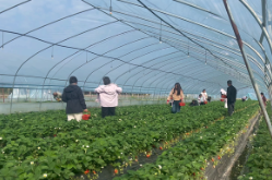 双牌五里牌镇：冬日草莓飘香引客来