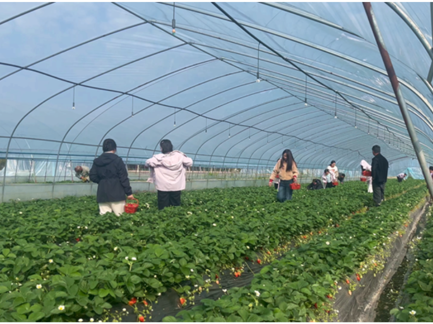 双牌五里牌镇：冬日草莓飘香引客来