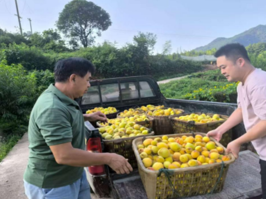 双牌塘底乡：瑶村黄桃丰收 甜蜜硕果助力乡村振兴