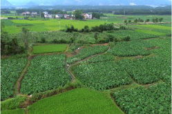 科技赋能！双牌县沙背甸村无人机助力香芋种植 提质增效促振兴