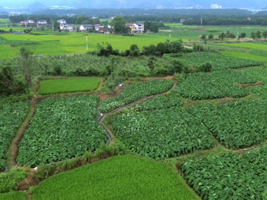 科技赋能！双牌县沙背甸村无人机助力香芋种植 提质增效促振兴