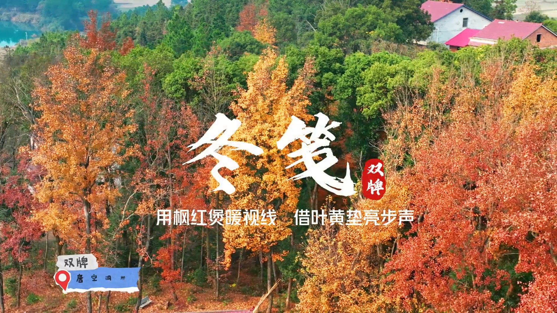 百亩枫林披彩装 冬日乡村入画来