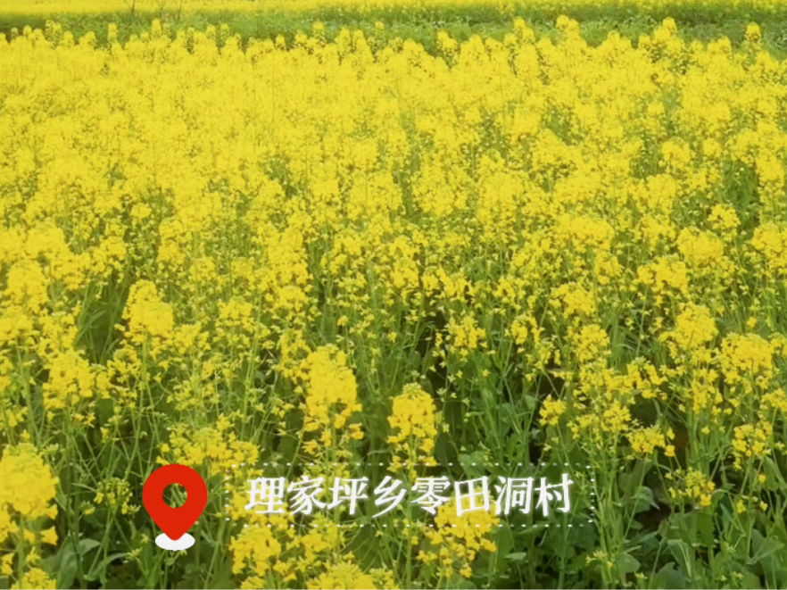 双牌理家坪乡：油菜花开引客来 农旅融合促增收