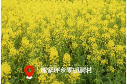 双牌理家坪乡：油菜花开引客来 农旅融合促增收