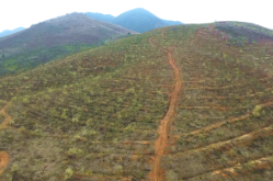 双牌理家坪乡：山苍子花开漫山香 千亩农旅融合绘新卷