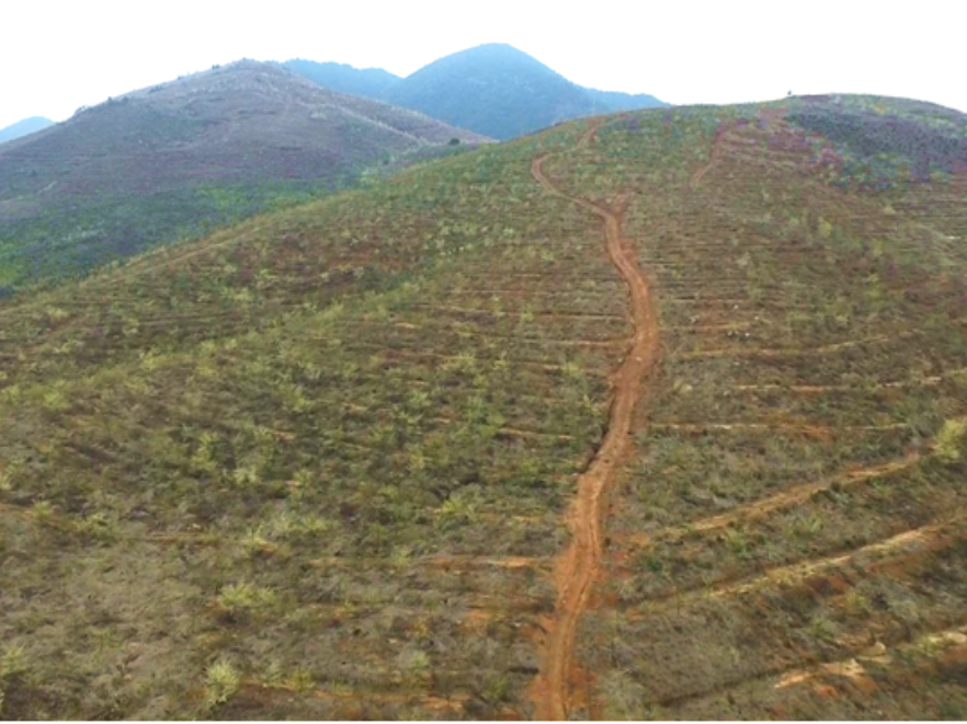 双牌理家坪乡：山苍子花开漫山香 千亩农旅融合绘新卷