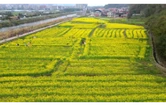 双牌县泷泊镇：百亩油菜花竞相绽放 乡村赏花游持续升温