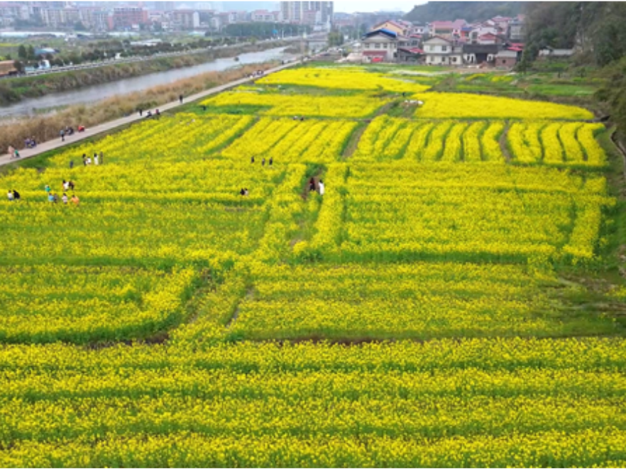 双牌泷泊镇：百亩油菜花竞相绽放 乡村赏花游持续升温