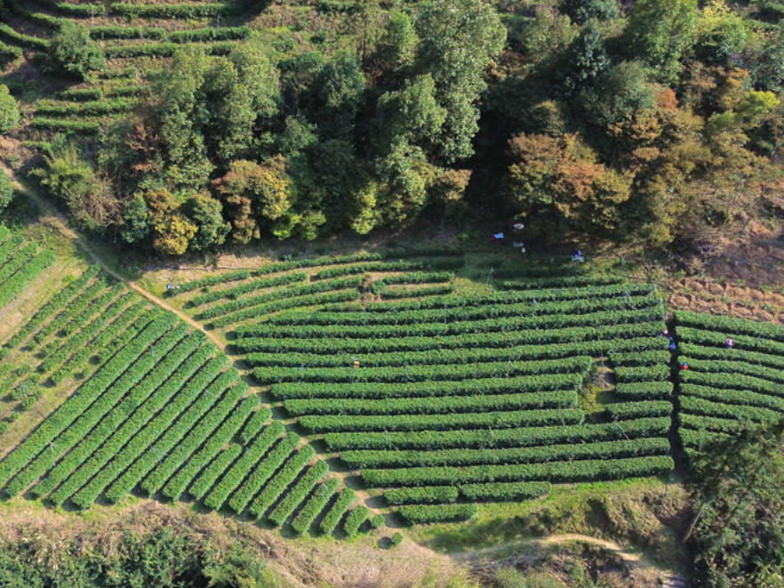 双牌泷泊镇白沙江村：高山头茶采收忙 生态茶香促振兴