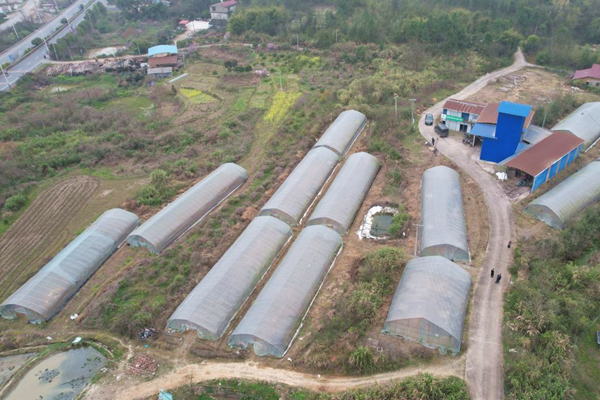 五里牌镇：育秧2 (1)_副本.png