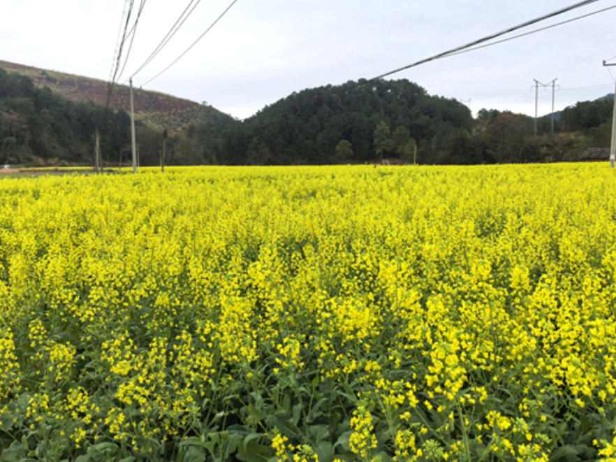 双牌理家坪乡：金花铺就致富路 油菜产业绽放“美丽经济”