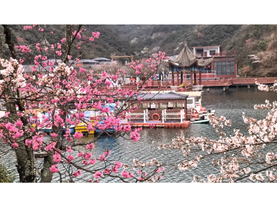 双牌：春到阳明山 樱花环湖风光好