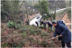 双牌何家洞镇：掀起竹林培育复产复工热潮