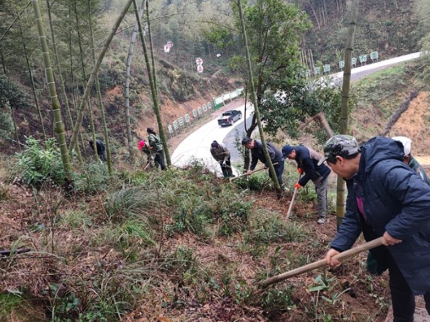 双牌何家洞镇：掀起竹林培育复产复工热潮