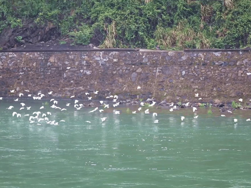 春启迁徙季：大批白鹭告别双牌启程北归