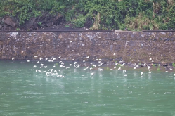 春启迁徙季：大批白鹭告别双牌启程北归