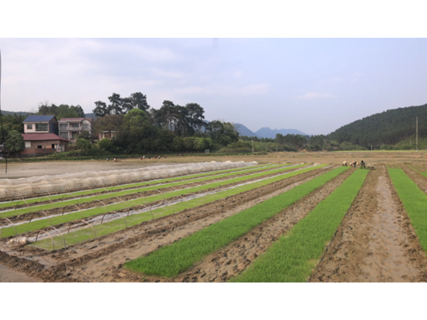 双牌双井村：因地制宜忙春耕 手工抛秧保生产
