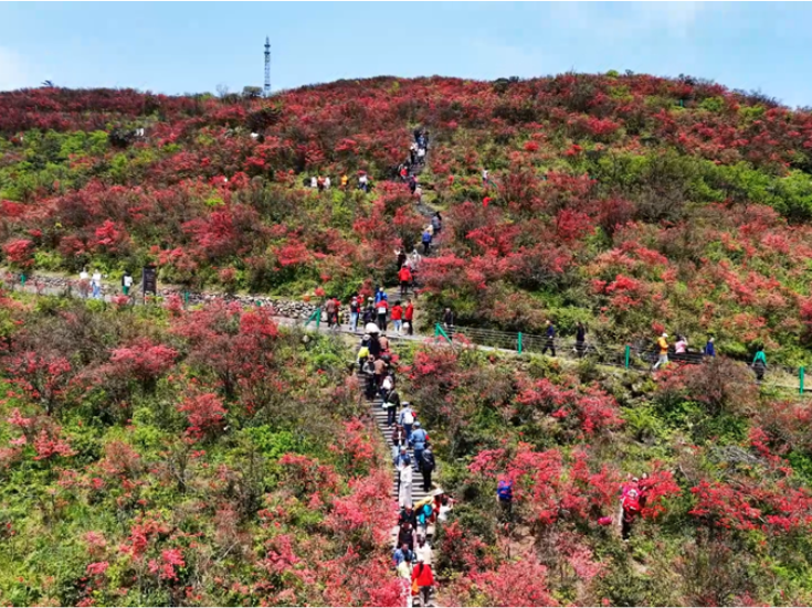 “五一”抢“鲜”看：双牌阳明山十万亩杜鹃盛装迎客 假前打卡尽享灿烂花海
