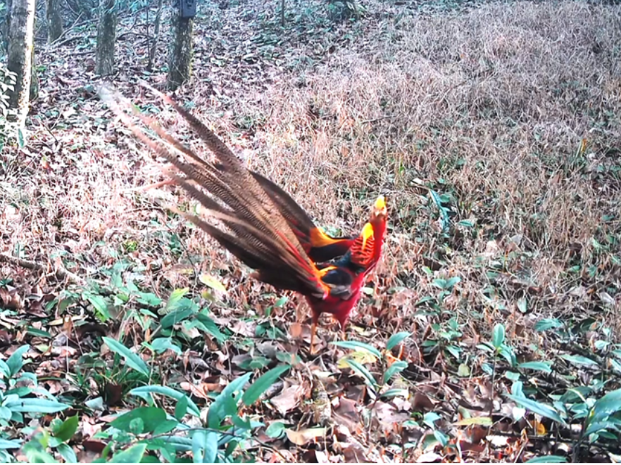 双牌：国家二级保护动物红腹锦鸡林间“比武”  红外相机现场“抓包”