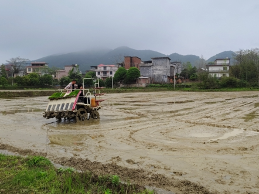 双牌江村镇：早稻插秧奏响春耕“进行曲”
