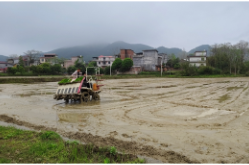 双牌江村镇：早稻插秧奏响春耕“进行曲”