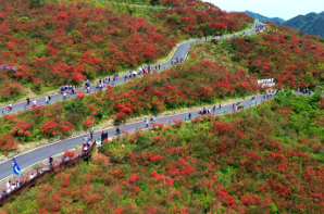 双牌：十万亩杜鹃盛放 假日文旅体验再升级