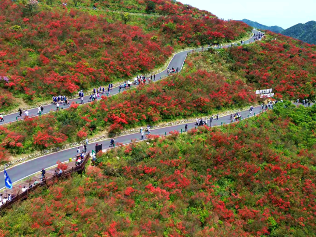 双牌：十万亩杜鹃盛放 假日文旅体验再升级