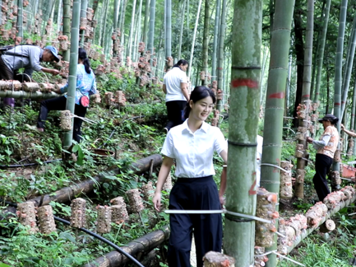双牌何家洞镇：竹林生金菇 林下兴产业