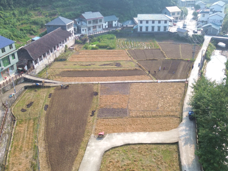 双牌单江村推广稻萝轮作 小萝卜撑起乡村振兴大产业