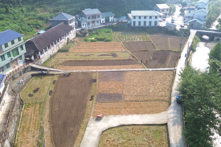 双牌单江村推广稻萝轮作 小萝卜撑起乡村振兴大产业